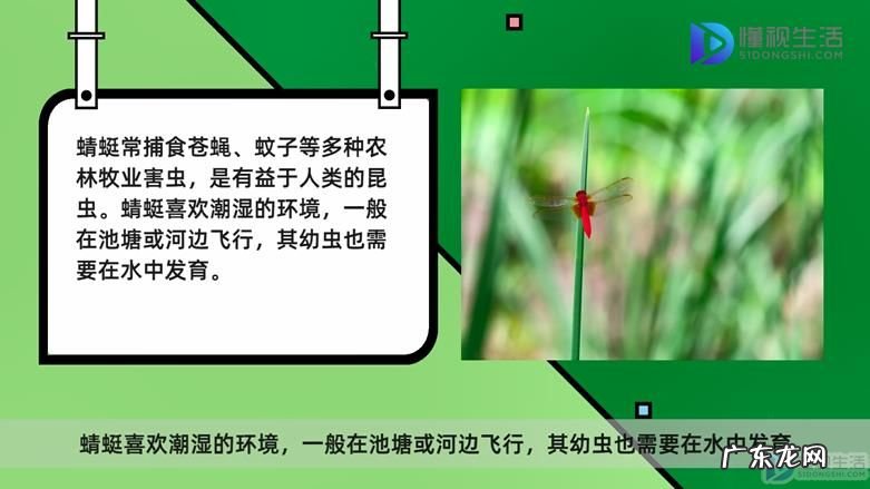 蜻蜓的寿命只有24小时? 蜻蜓翅膀断了还能长吗
