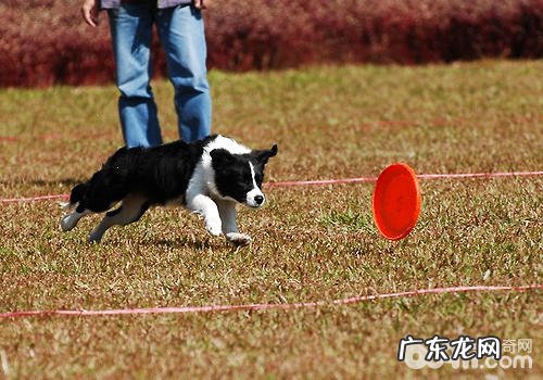 小狗忠实是与生俱来的吗