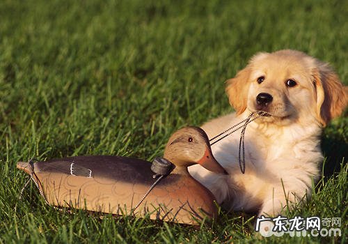 小狗忠实是与生俱来的吗