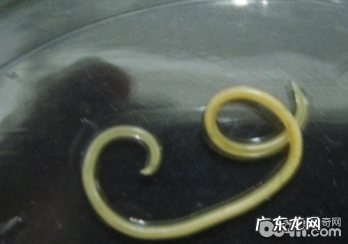 有关狗狗驱虫的相关的事宜