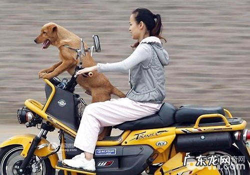 小狗搭车不必纵容随意