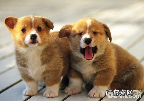 留意别人用小狗诱拐到的少年儿童