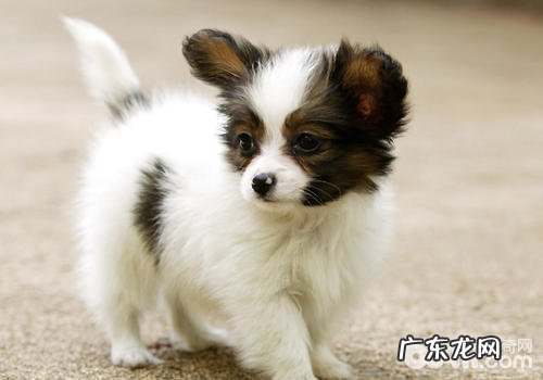 留意别人用小狗诱拐到的少年儿童