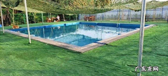 狗圈也内卷:培训收费4000元起,宠物学校却只能“为爱发电”?