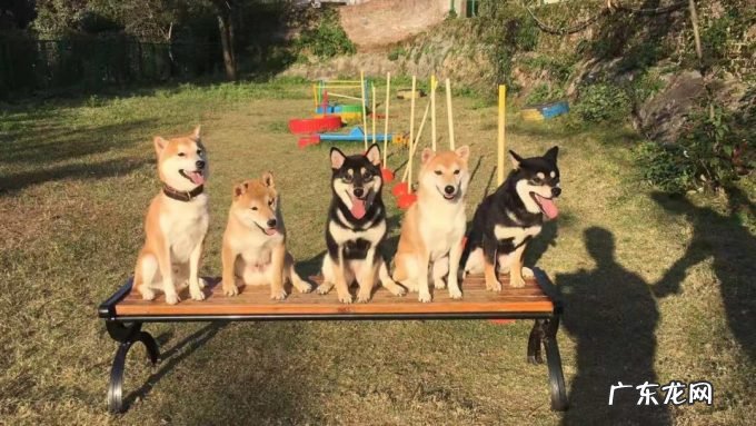 狗圈也内卷:培训收费4000元起,宠物学校却只能“为爱发电”?