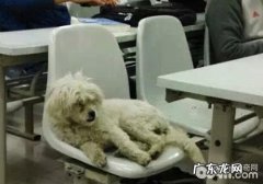 “学霸狗”映射出了什么难题