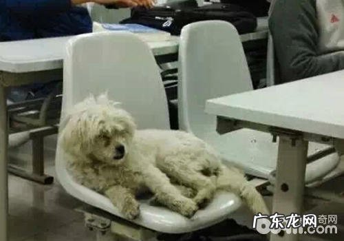 “学霸狗”映射出了什么难题