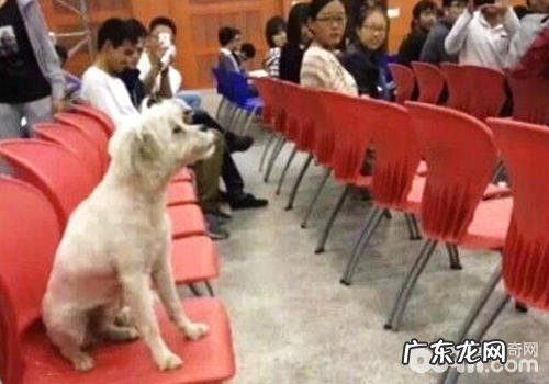 “学霸狗”映射出了什么难题