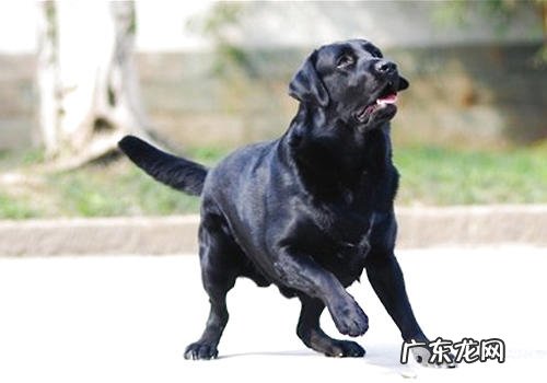 小狗出车祸可否索取精神损失费