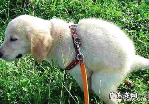 小狗的冷门知识有什么