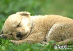 小狗的冷门知识有什么