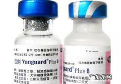 为狗狗打疫苗应留意的一些难题