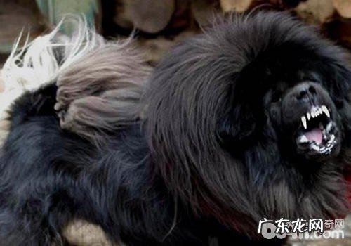 小狗怎么会撕破脸皮