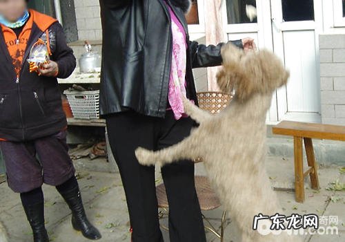 小狗怎么会撕破脸皮