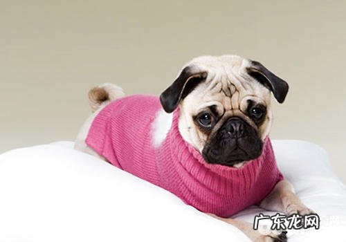 养宠物要了解的一些事