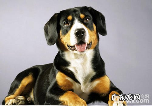 小狗什么时候逐渐养较为适合