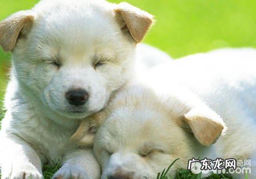 小狗什么时候逐渐养较为适合