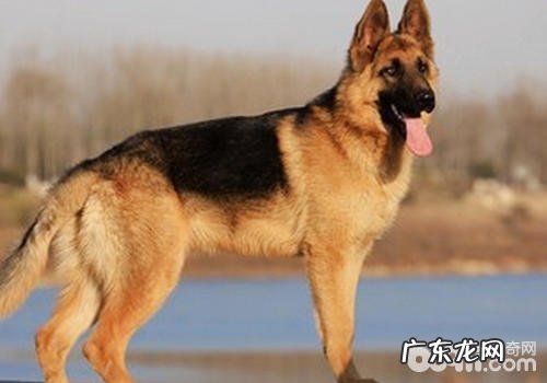 怎样与自身的德牧变亲密接触