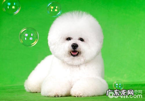 因小狗损害别人≠爱狗