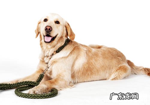 因小狗损害别人≠爱狗