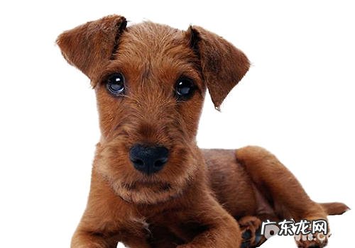 给小狗整容手术究竟有必要