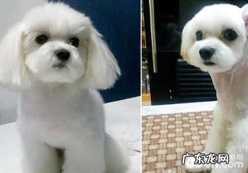 给小狗整容手术究竟有必要