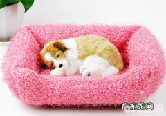 怎样为小狗提前准备一个适合的窝