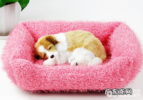 怎样为小狗提前准备一个适合的窝