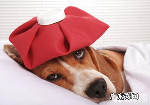 如何提升小狗的胃口