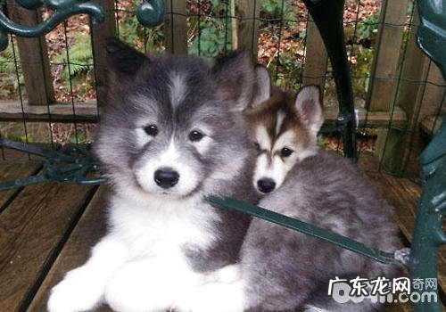 混血儿犬有什么优势