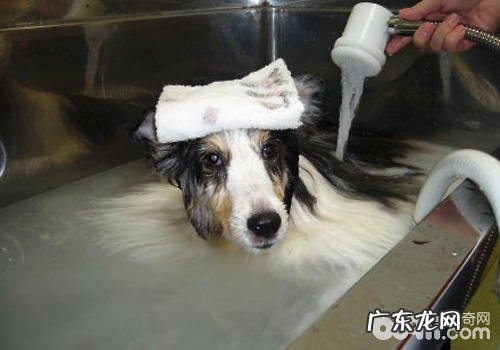 在家里为小狗洗澡的优点和缺点