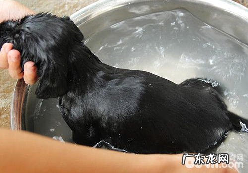 在家里为小狗洗澡的优点和缺点