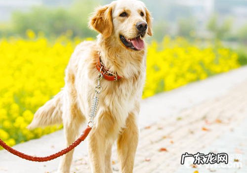 带小狗出门一定要管住嘴