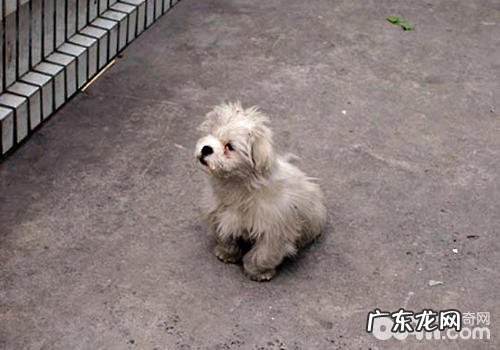 针对撒狗粮个人行为该怎样操纵