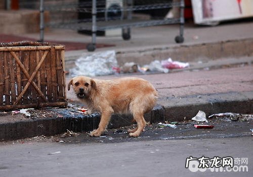 针对撒狗粮个人行为该怎样操纵