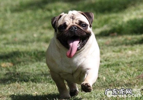 巴哥犬各位置保养关键点