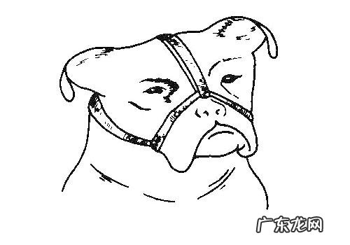 小狗的保定市方式有什么