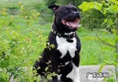 最凶猛的狗狗比特犬有什么特性