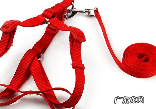 如何正确为小狗应用牵引带