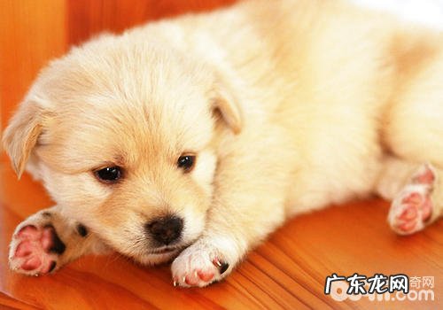 如何给小狗喂养狗驱虫药