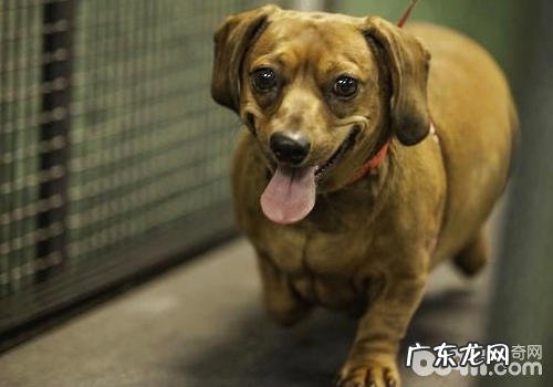 怎样有效为小狗运动健身