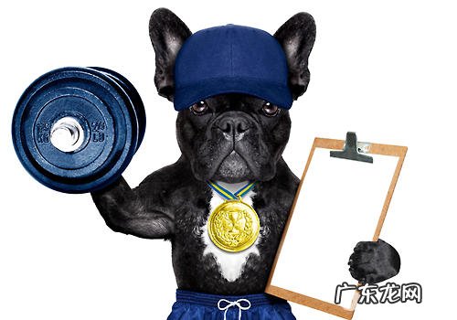 怎样有效为小狗运动健身