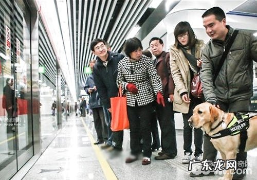 巧遇导盲犬什么事不必做