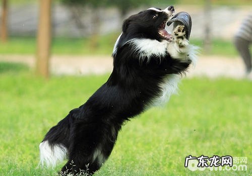 公犬和母狗在分辨事情上面有何差别