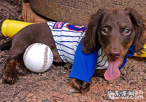 公犬和母狗在分辨事情上面有何差别