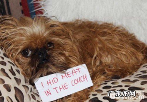 处罚小狗易出現什么错误观念