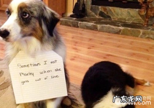 处罚小狗易出現什么错误观念