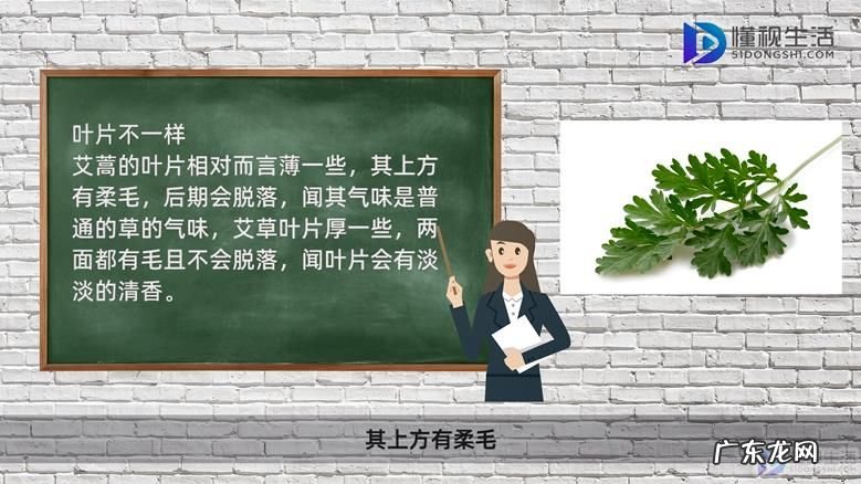 艾蒿过敏性鼻炎? 艾蒿和艾草的区别