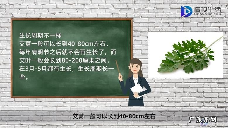 艾蒿过敏性鼻炎? 艾蒿和艾草的区别