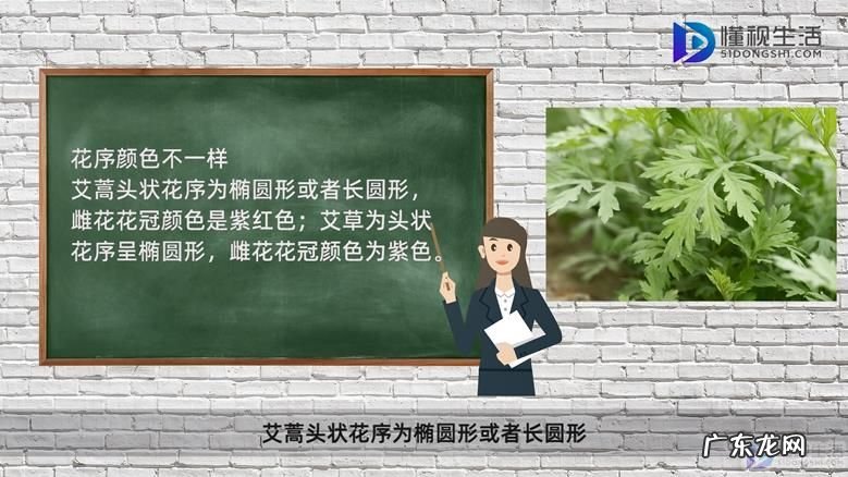 艾蒿过敏性鼻炎? 艾蒿和艾草的区别
